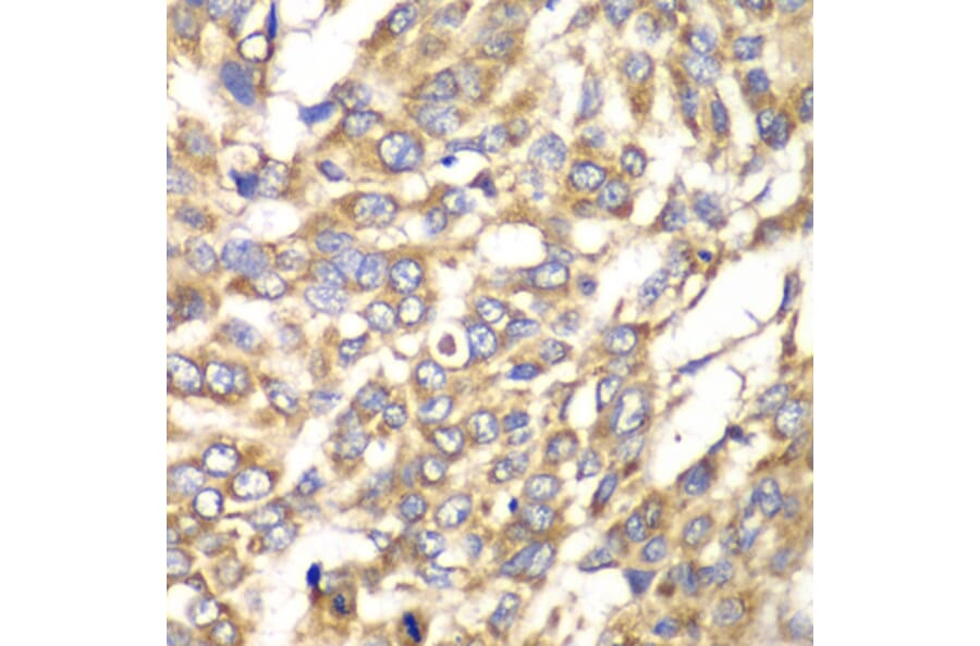 Immunohistochemistry - Anti-VTI1B Antibody (A12064) - Antibodies.com