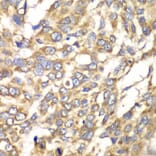 Immunohistochemistry - Anti-VTI1B Antibody (A12064) - Antibodies.com