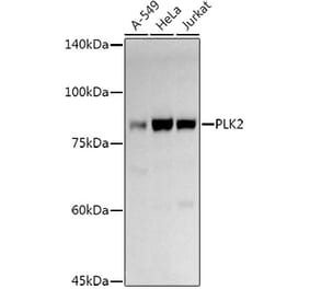 Western Blot - Anti-PLK2 Antibody (A12065) - Antibodies.com