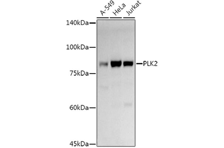 Western Blot - Anti-PLK2 Antibody (A12065) - Antibodies.com