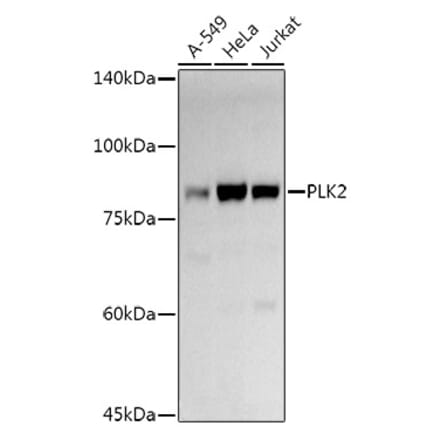 Western Blot - Anti-PLK2 Antibody (A12065) - Antibodies.com