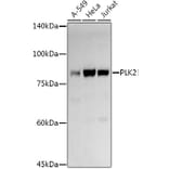 Western Blot - Anti-PLK2 Antibody (A12065) - Antibodies.com