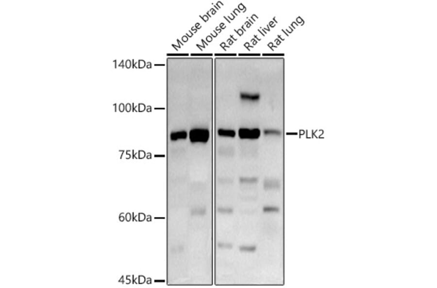 Western Blot - Anti-PLK2 Antibody (A12065) - Antibodies.com