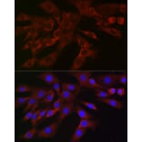 Immunofluorescence - Anti-PLK2 Antibody (A12065) - Antibodies.com