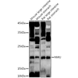 Western Blot - Anti-NMU Antibody (A12066) - Antibodies.com