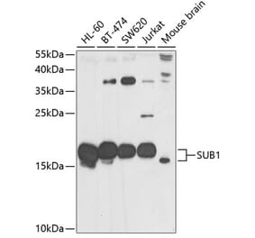Western Blot - Anti-PC4 Antibody (A12067) - Antibodies.com