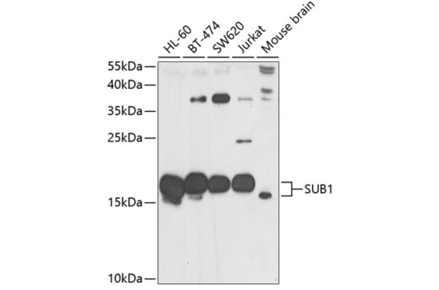 Western Blot - Anti-PC4 Antibody (A12067) - Antibodies.com