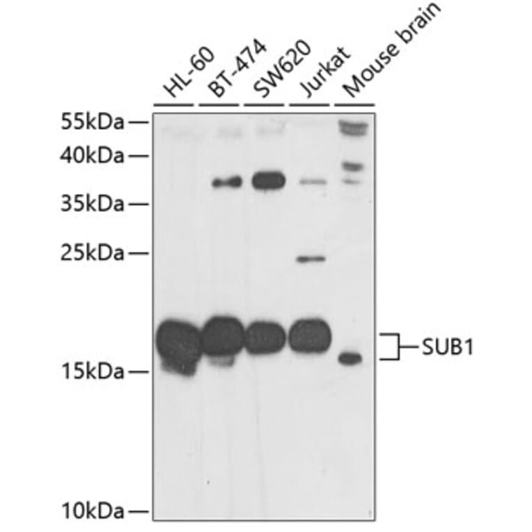 Western Blot - Anti-PC4 Antibody (A12067) - Antibodies.com