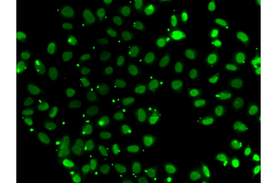 Immunofluorescence - Anti-PC4 Antibody (A12067) - Antibodies.com