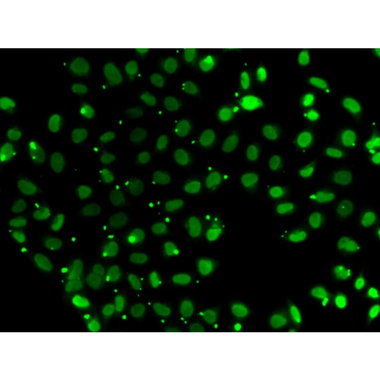 Immunofluorescence - Anti-PC4 Antibody (A12067) - Antibodies.com