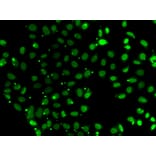 Immunofluorescence - Anti-PC4 Antibody (A12067) - Antibodies.com