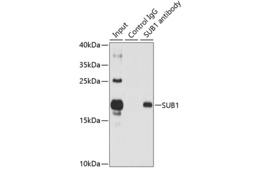 Western Blot - Anti-PC4 Antibody (A12067) - Antibodies.com