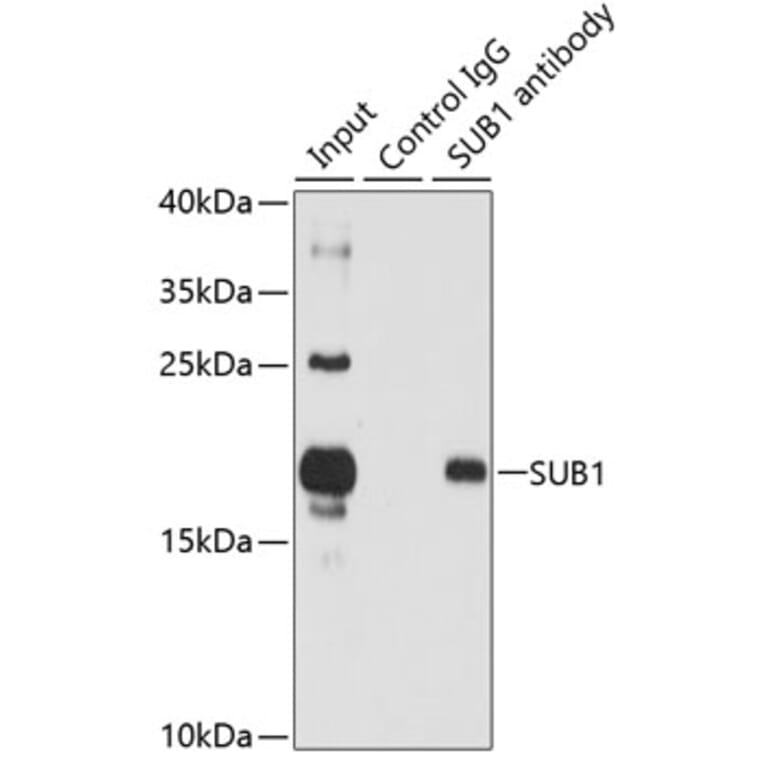 Western Blot - Anti-PC4 Antibody (A12067) - Antibodies.com