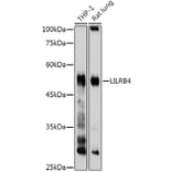 Western Blot - Anti-ILT-3 Antibody (A12068) - Antibodies.com