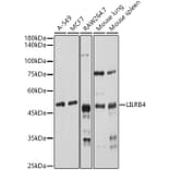 Western Blot - Anti-ILT-3 Antibody (A12068) - Antibodies.com