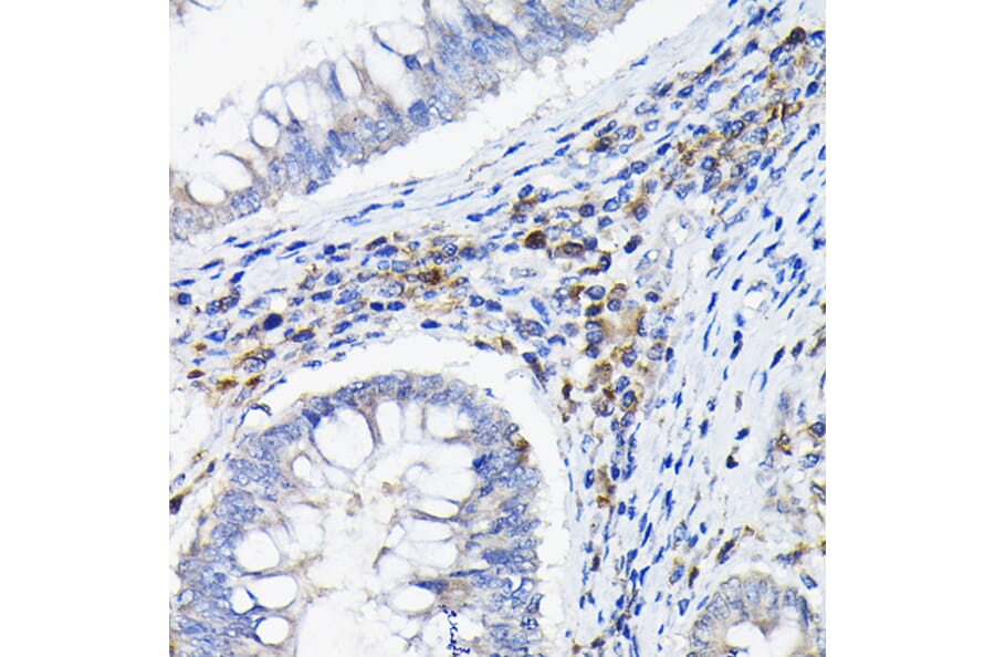 Immunohistochemistry - Anti-ILT-3 Antibody (A12068) - Antibodies.com