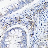 Immunohistochemistry - Anti-ILT-3 Antibody (A12068) - Antibodies.com