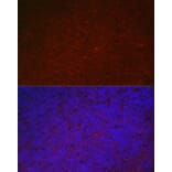 Immunofluorescence - Anti-ILT-3 Antibody (A12068) - Antibodies.com