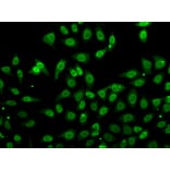 Immunofluorescence - Anti-Grancalcin Antibody (A12070) - Antibodies.com