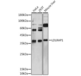Western Blot - Anti-ARH Antibody (A12071) - Antibodies.com