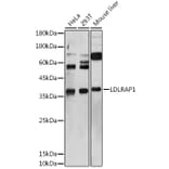Western Blot - Anti-ARH Antibody (A12071) - Antibodies.com