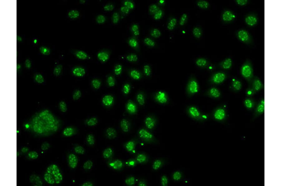 Immunofluorescence - Anti-ARH Antibody (A12071) - Antibodies.com