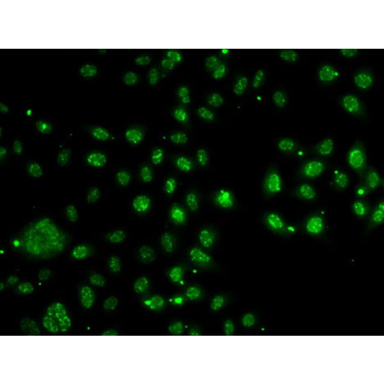 Immunofluorescence - Anti-ARH Antibody (A12071) - Antibodies.com