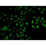 Immunofluorescence - Anti-ARH Antibody (A12071) - Antibodies.com