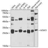 Western Blot - Anti-METTL11A Antibody (A12072) - Antibodies.com