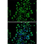 Immunofluorescence - Anti-METTL11A Antibody (A12072) - Antibodies.com