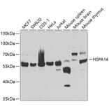 Western Blot - Anti-HSPA14 Antibody (A7107) - Antibodies.com