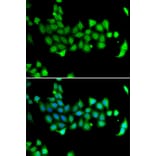 Immunofluorescence - Anti-HSPA14 Antibody (A7107) - Antibodies.com