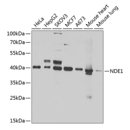 Western Blot - Anti-NDE1 Antibody (A12076) - Antibodies.com
