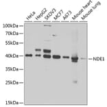 Western Blot - Anti-NDE1 Antibody (A12076) - Antibodies.com