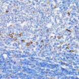 Immunohistochemistry - Anti-NDE1 Antibody (A12076) - Antibodies.com