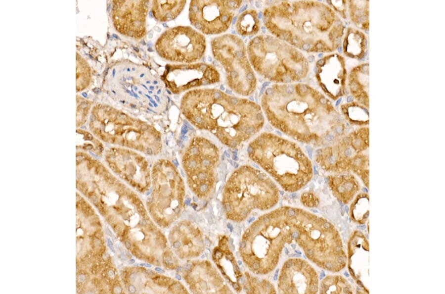 Immunohistochemistry - Anti-BTNL2 Antibody (A12078) - Antibodies.com