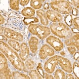 Immunohistochemistry - Anti-BTNL2 Antibody (A12078) - Antibodies.com