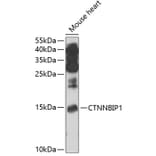 Western Blot - Anti-CTNNBIP1/ICAT Antibody (A12079) - Antibodies.com