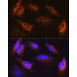 Immunofluorescence - Anti-Als2 Antibody (A12080) - Antibodies.com