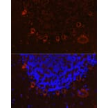Immunofluorescence - Anti-Als2 Antibody (A12080) - Antibodies.com