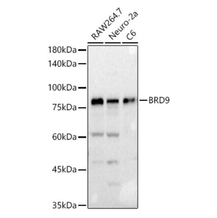 Western Blot - Anti-BRD9 Antibody (A12081) - Antibodies.com