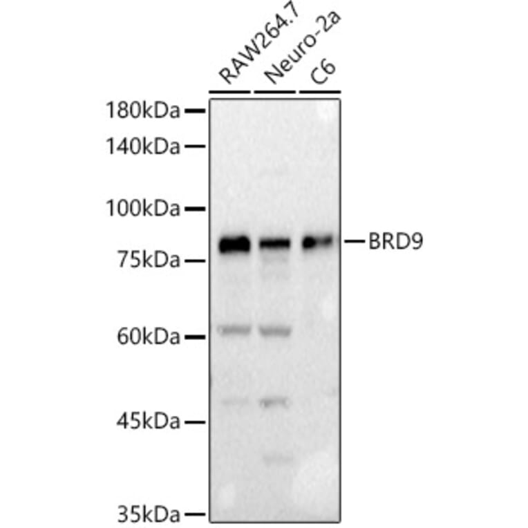 Western Blot - Anti-BRD9 Antibody (A12081) - Antibodies.com