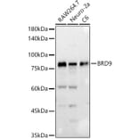 Western Blot - Anti-BRD9 Antibody (A12081) - Antibodies.com