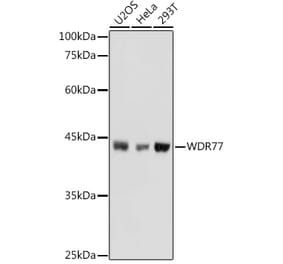 Western Blot - Anti-WDR77 Antibody (A12082) - Antibodies.com