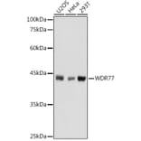 Western Blot - Anti-WDR77 Antibody (A12082) - Antibodies.com
