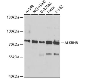 Western Blot - Anti-ALKBH8 Antibody (A12085) - Antibodies.com