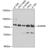 Western Blot - Anti-ALKBH8 Antibody (A12085) - Antibodies.com