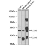 Western Blot - Anti-FOXN2 Antibody (A12088) - Antibodies.com