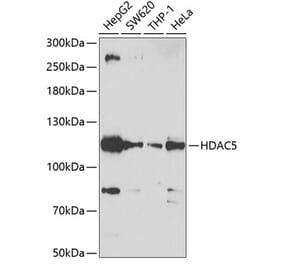 Western Blot - Anti-HDAC5 Antibody (A12089) - Antibodies.com