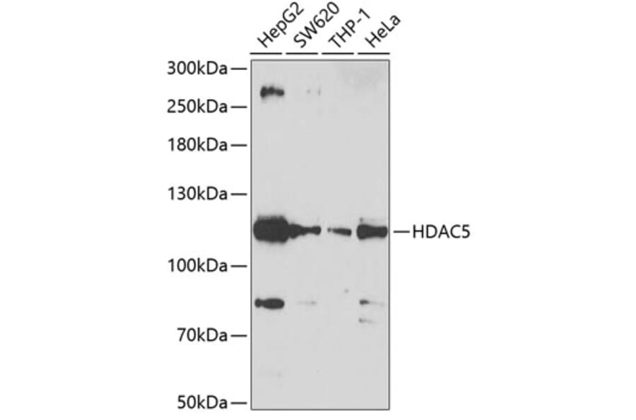 Western Blot - Anti-HDAC5 Antibody (A12089) - Antibodies.com